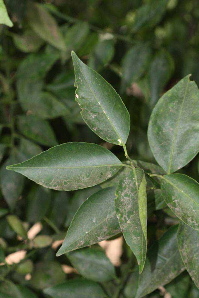             Shade leaves (Riverside, CA)       